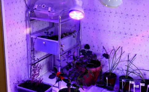 LED светодиодные фито лампы для комнатных растений в зимнее время